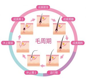 脱毛 毛周期